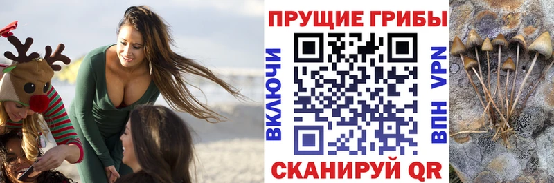 Псилоцибиновые грибы GOLDEN TEACHER  купить  цена  Сыктывкар 
